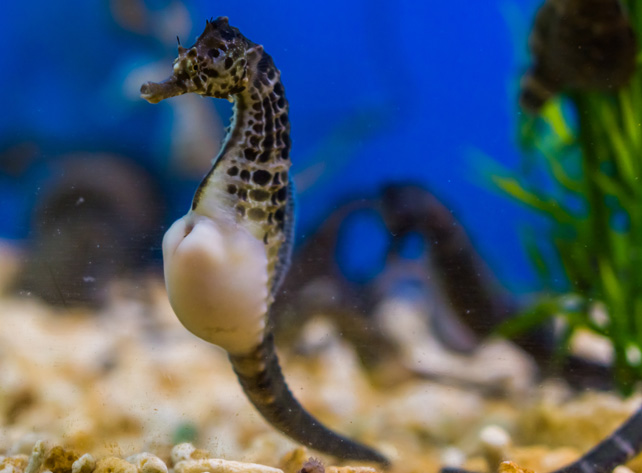 A black-and-silver pregnant seahorse.