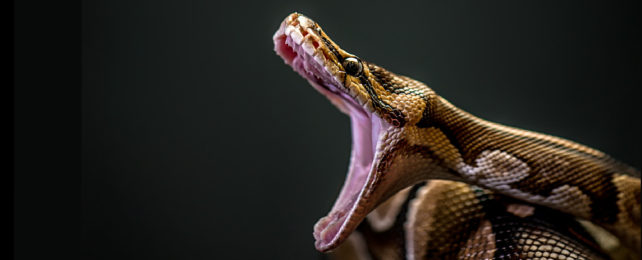 Burmese python with mouth open