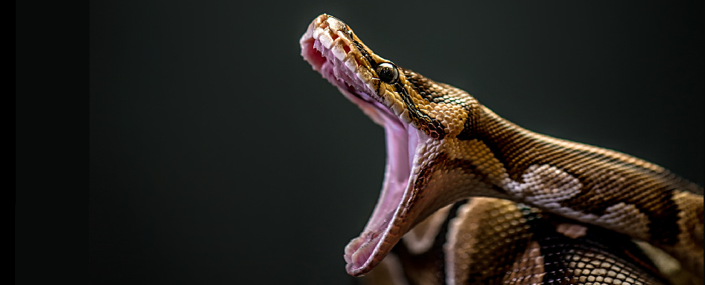 Pythons Can Swallow Almost Anything. A New Study Shows How : ScienceAlert Pythons Can Swallow Almost Anything. A New Study Shows How : ScienceAlert