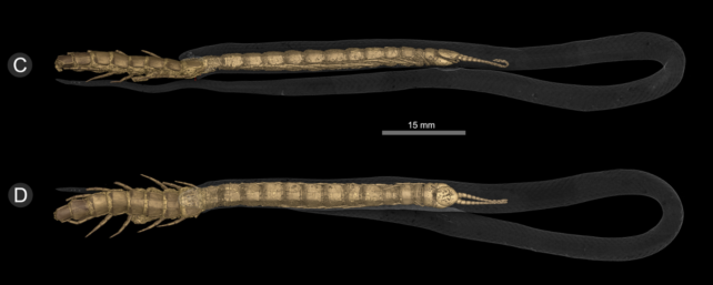 CT scan of deceased crowned snake.