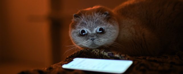 Cat In Dark Room Beside Glowing Phone