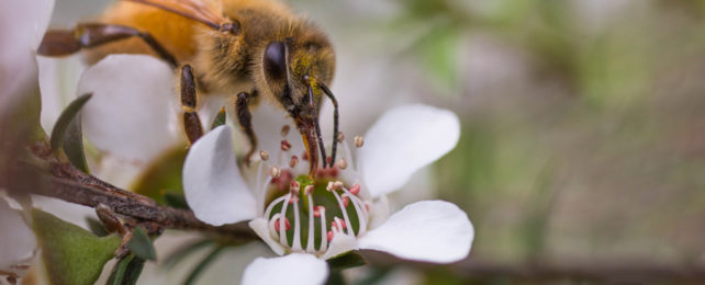 Close up of European honey bee with head in white, five petalled flower.