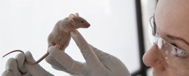 Close up of mouse in gloved women's hands.