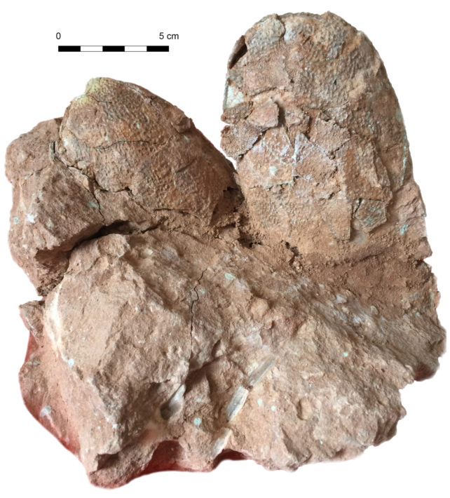 Cluster of fossilized dinosaur eggs