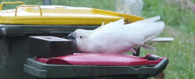 Cockatoo Trying To Open Bin