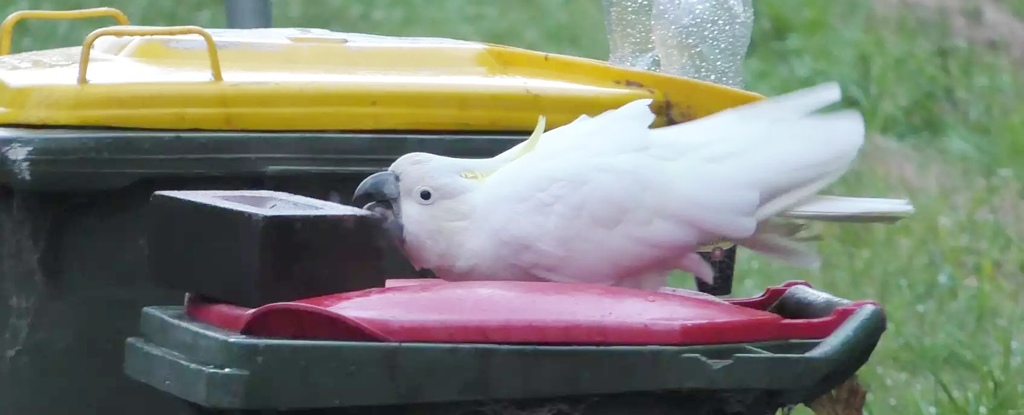 Humans And Cockatoos Are Embroiled in an Escalating 'Arms Race' in Australia