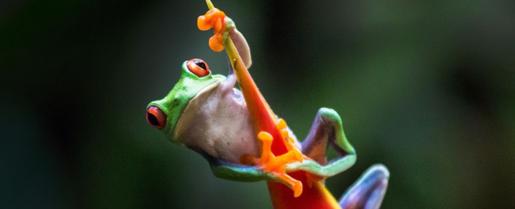 The Frogs Vanished, Then People Got Sick. This Was No Harmless Coincidence. - ScienceAlert