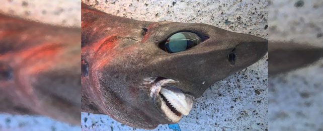 An unidentified small shark with a large eye and small, sharp teeth.