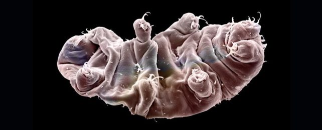 Crumpled looking tardigrade lying on its back with its feet in the air.