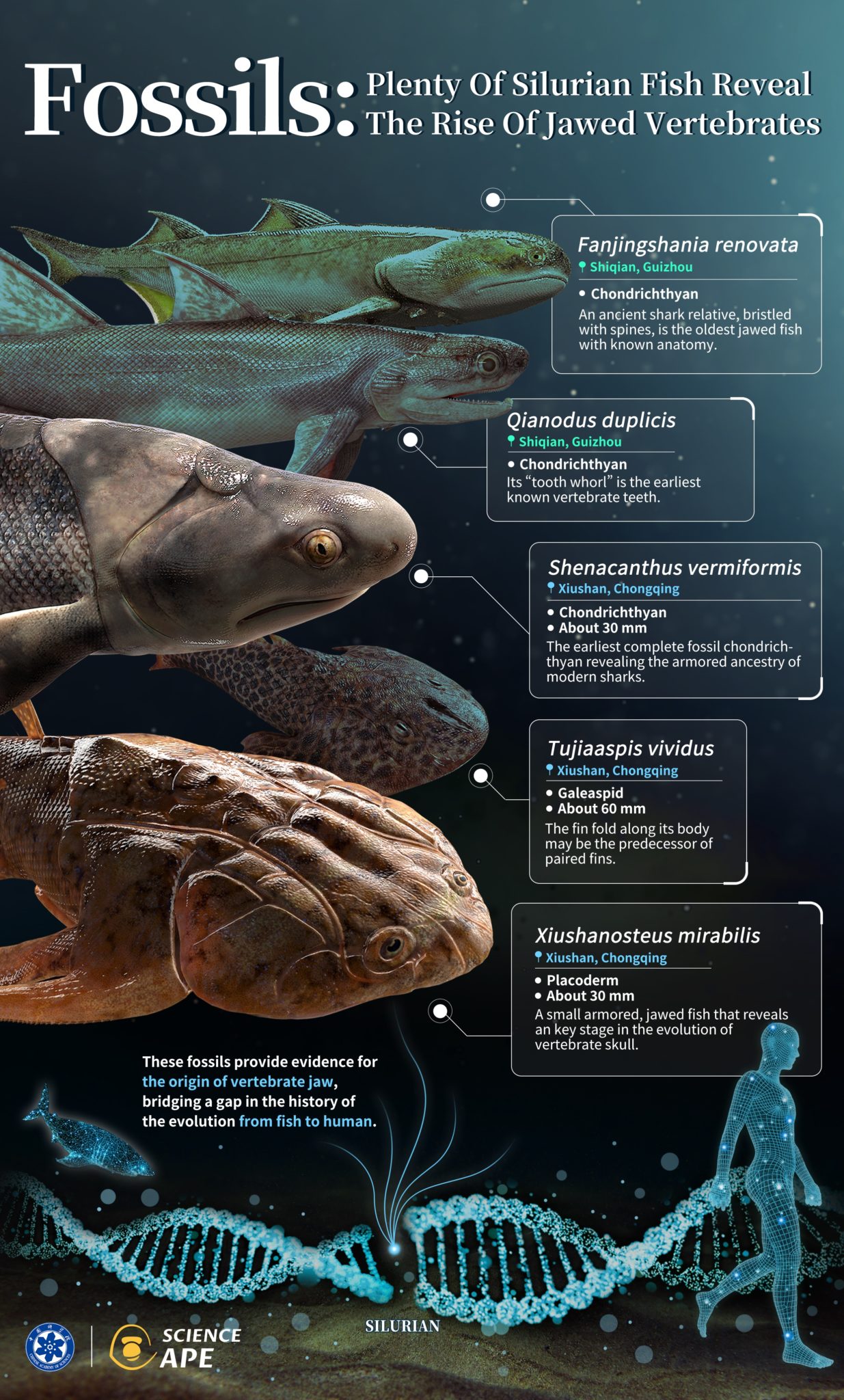 Could Modern Crocs Evolve To Resemble Ancient Marine Reptiles? - 425a0kf