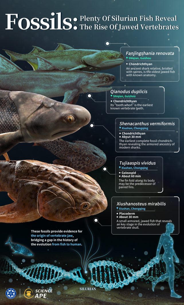 Diagram of new fossil fish finds.