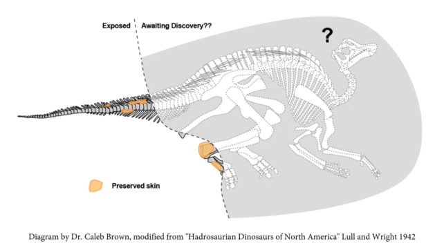 Açıkta kalan fosilin ve iskeletin geri kalanının olası konumunun diyagramı.