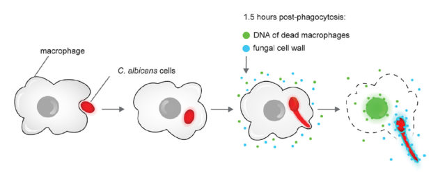 Diagram of macrophage eating fungus then fungus escaping