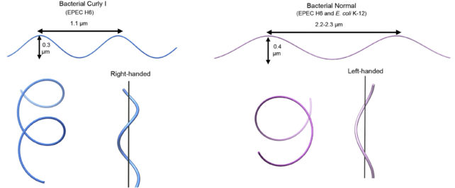 Diagram of how the flagella curl in the different locomotion modes.