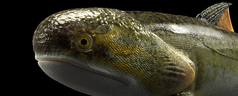 Amazing New Fossils Provide Earliest Known Traces of The Evolution of ...