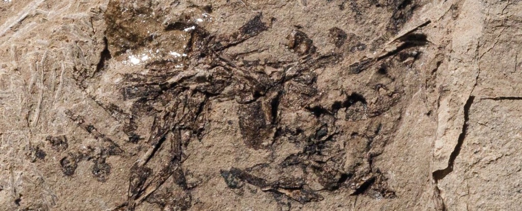 Prehistoric Puke Reveals a Stomach-Churning Banquet From Millions of Years Ago