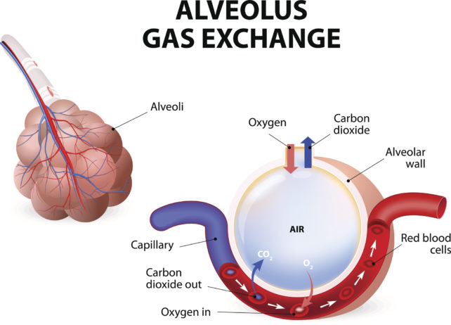 Illustration of how gas exchanges in the lungs