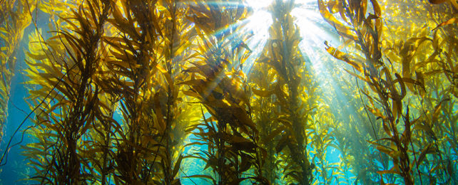 sun through kelp