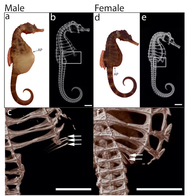 Graphic illustrating the differences between male and female seahorses' skeletons.