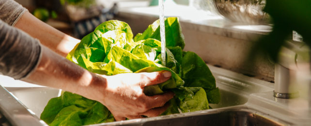 Hands washing lettuce in sink with tap running.