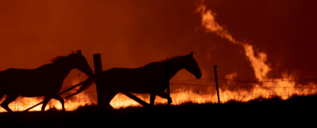 Horses silhouetted against fiery red background.