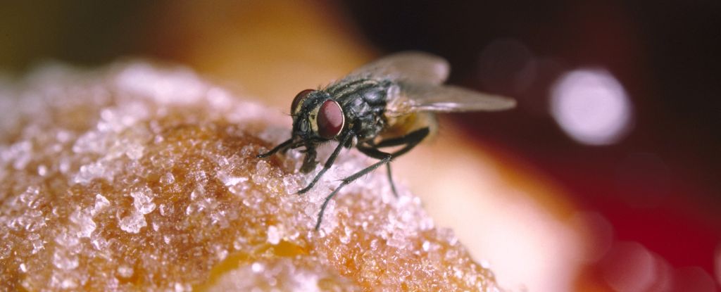 Why House Fly Barf Is an Overlooked Potential Vector of Disease