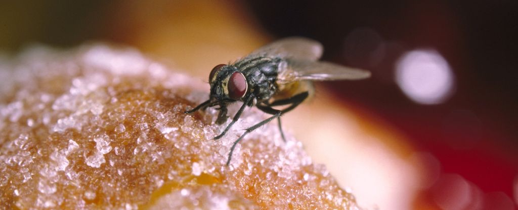 Why House Fly Barf Is an Overlooked Potential Vector of Disease - ScienceAlert