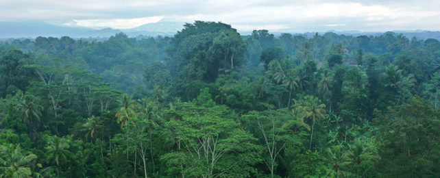 Indonesian rainforest canopy