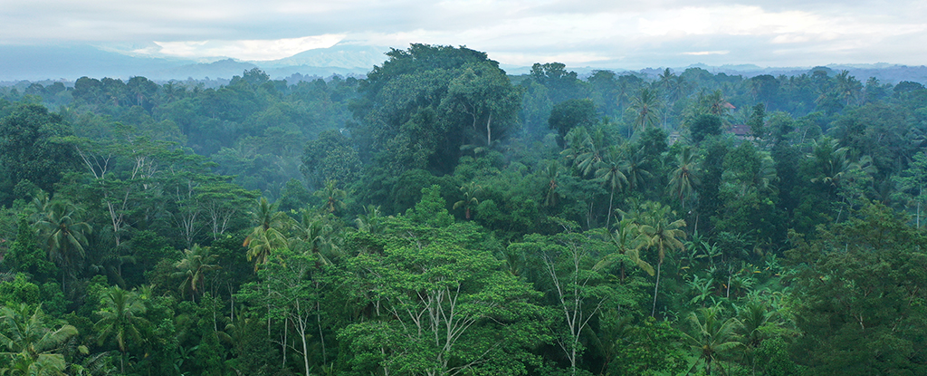 No es solo el Amazonas el que está siendo destrozado.  Estos son los bosques que el mundo está perdiendo : Heaven32