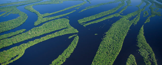 Forested islands in the Amazon river
