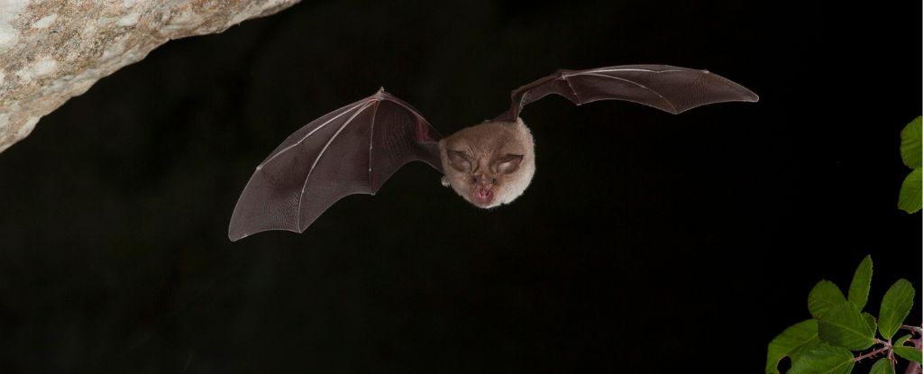 New COVID-Like Virus in Russian Bats Shows Resistance to Vaccine Antibodies