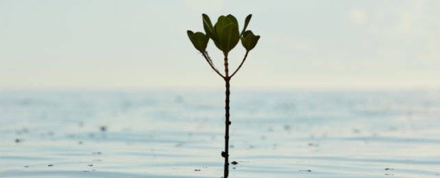 Lone mangrove seedling sprouts above seawater.