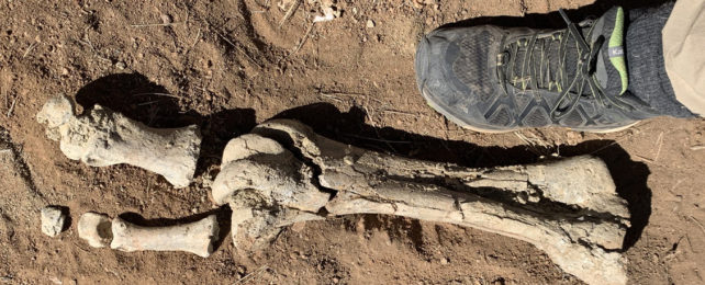 Massive bird toe and foot bones with human foot for scale.