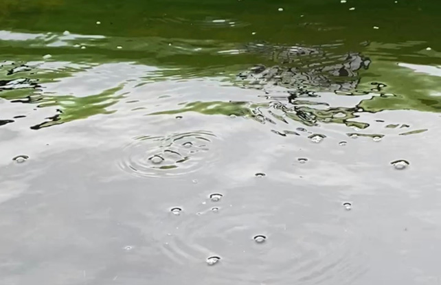 Methane bubbles on the surface of an Alaskan lake.