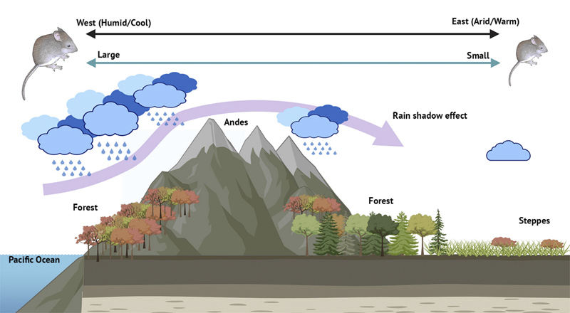 Rain effect diagram