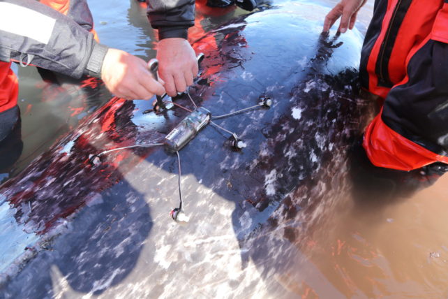 Close-up of narwhal having a tracker attached to its back