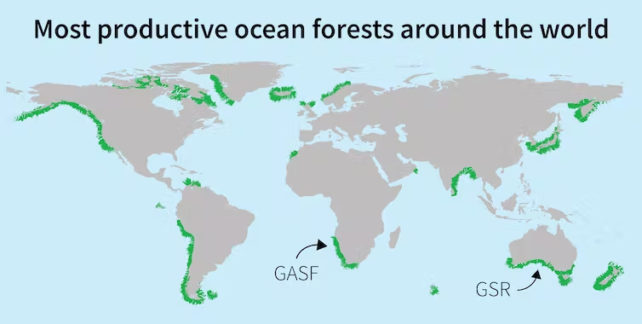 Map of the world with underwater forests