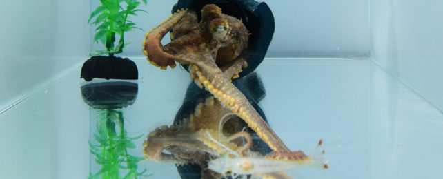 An octopus catching a shrimp