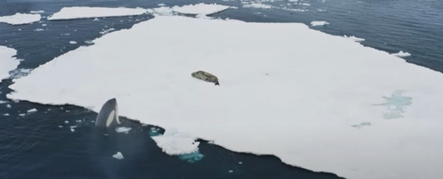 An orca peeks out from the ocean to look at a seal sitting on an ocean platform.