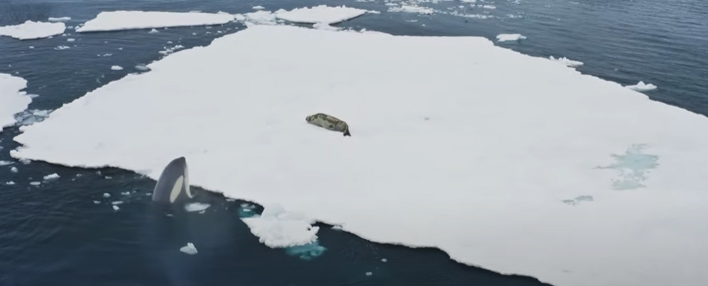 orca hunting seals