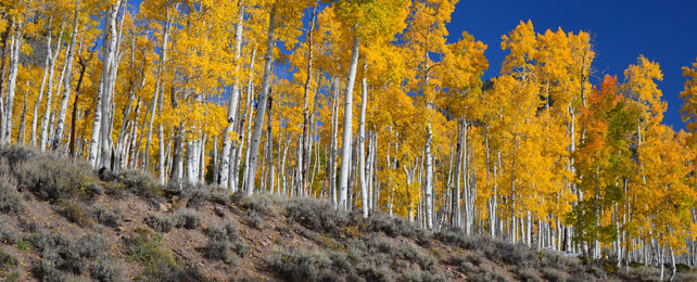 Pando forest in Utah