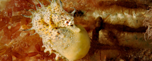 A pregnant seahorse among the coral.