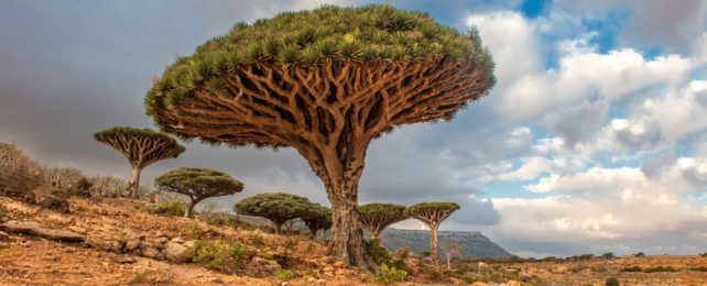 Strange mushroom shaped tree in arid environment.