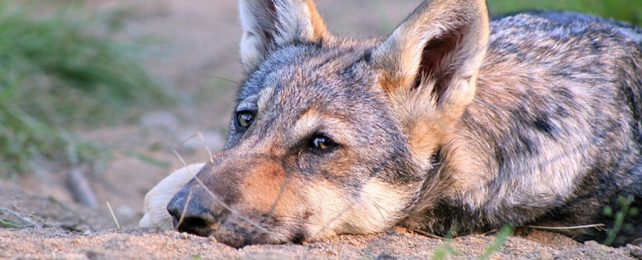 A wolf lying down