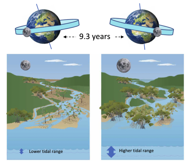 Illustration showing two phases of the lunar wobble affect tidal range.