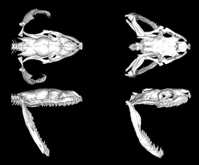 Scan of snake skull