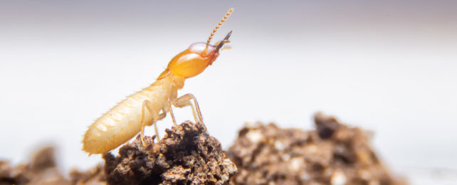 Termite standing on piece of decaying wood.