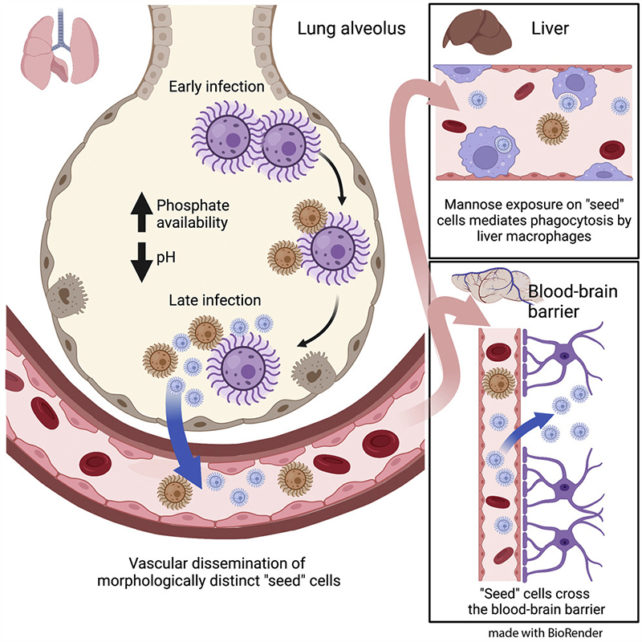 Diagram showing Cryptococcus neoformans passing through the body