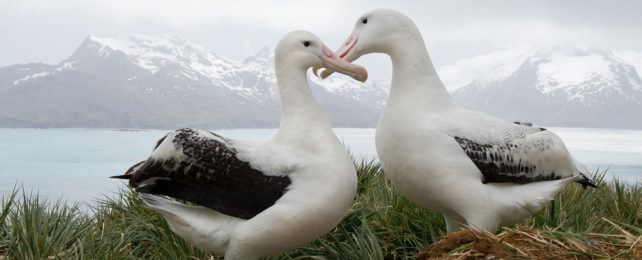 Two albatrosses rub their beaks together near their nest.