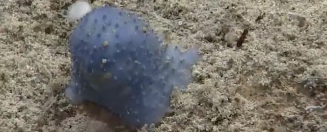 A spiny blue blob ocean organism.